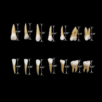 Стоматологическая Модель Зубов Взрослый Полный рот Модель Зуба Смола Постоянный Зуб Типодонт С корневой стоматологией Стоматологический продукт 28 шт./компл.